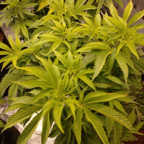 1号 growlog timeline photo