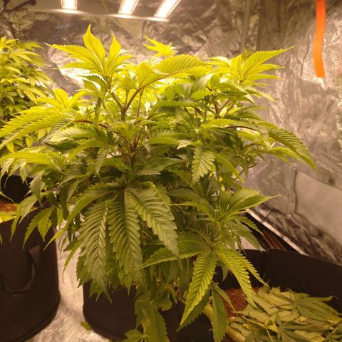 1号 growlog timeline photo