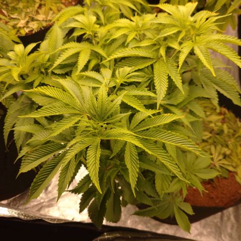 1号 growlog timeline photo
