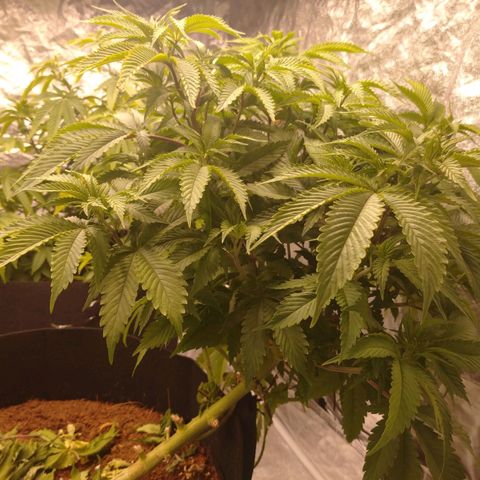 1号 growlog timeline photo