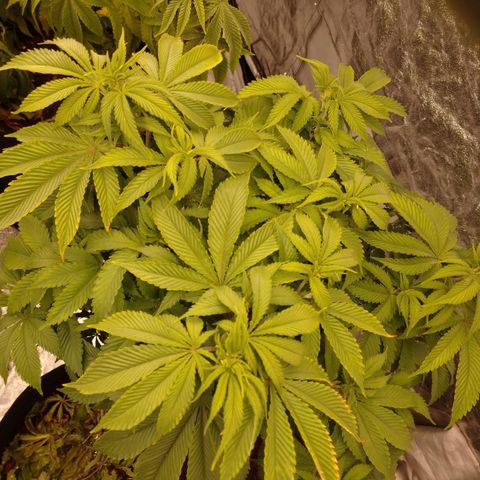 1号 growlog timeline photo