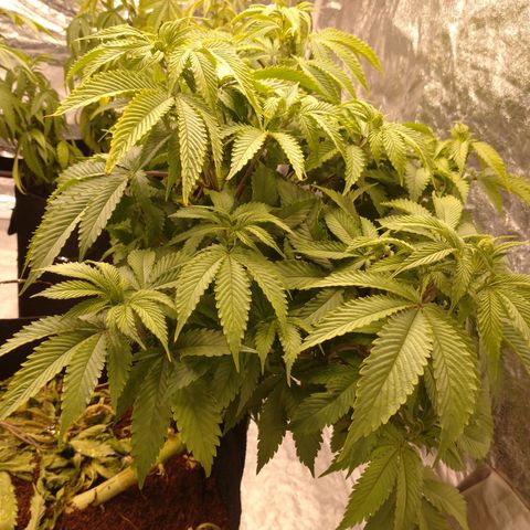 1号 growlog timeline photo