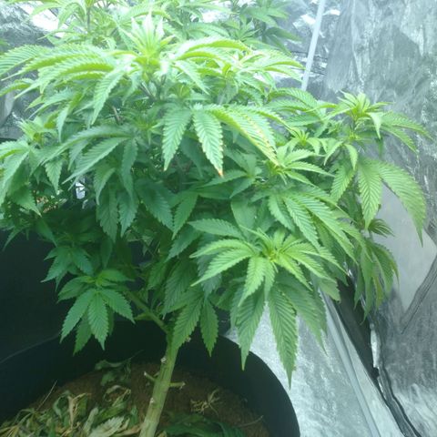 1号 growlog timeline photo