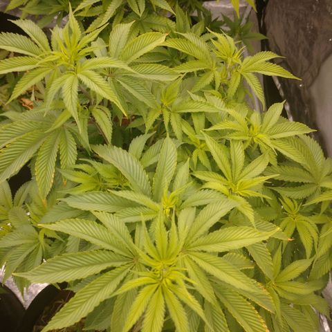 1号 growlog timeline photo