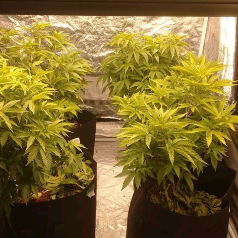 1号 growlog timeline photo