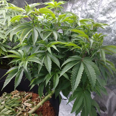 1号 growlog timeline photo