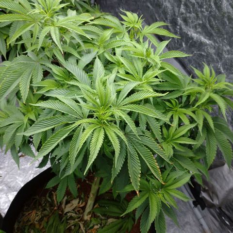 1号 growlog timeline photo