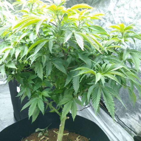 1号 growlog timeline photo