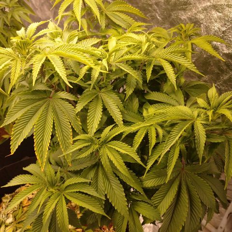 1号 growlog timeline photo