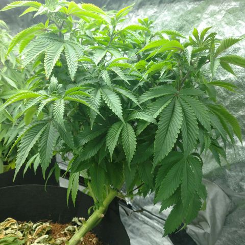 1号 growlog timeline photo