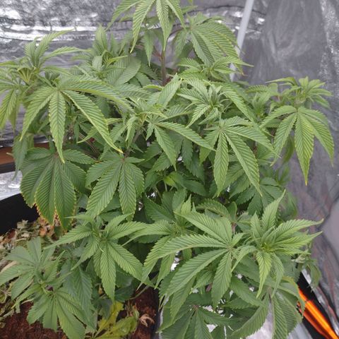 1号 growlog timeline photo