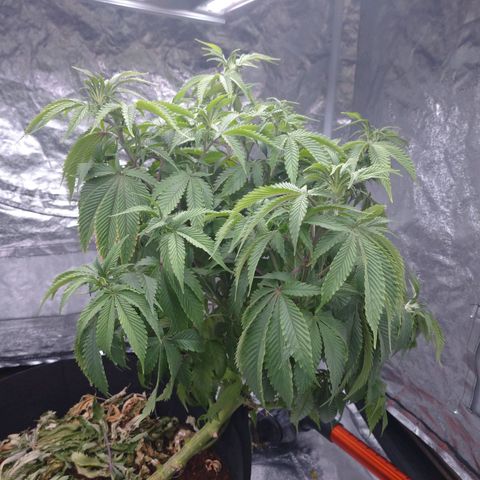 1号 growlog timeline photo