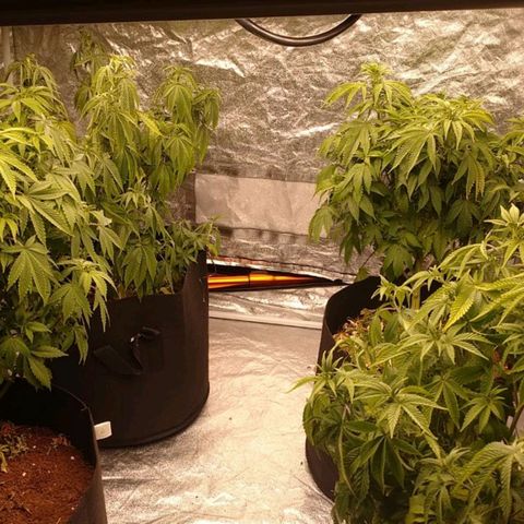 1号 growlog photo: 葉が倒れているのは水不足の兆候