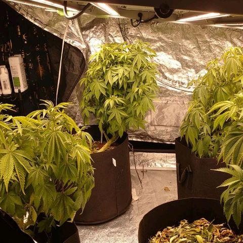 1号 growlog photo: 葉が倒れているのは水不足の兆候