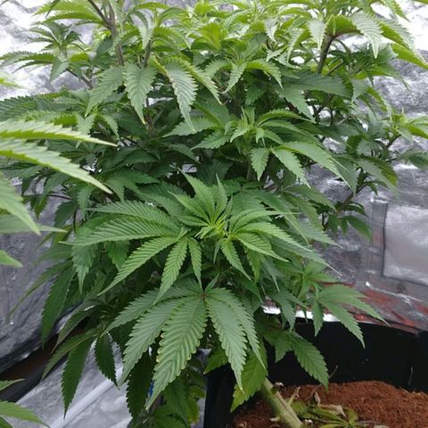 1号 growlog timeline photo