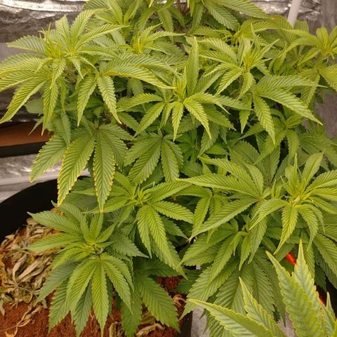 1号 growlog timeline photo