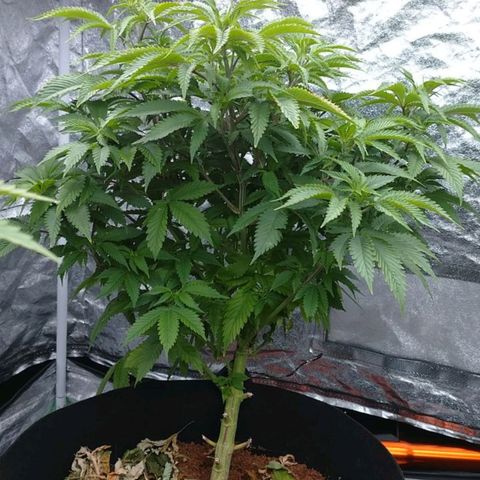 1号 growlog timeline photo