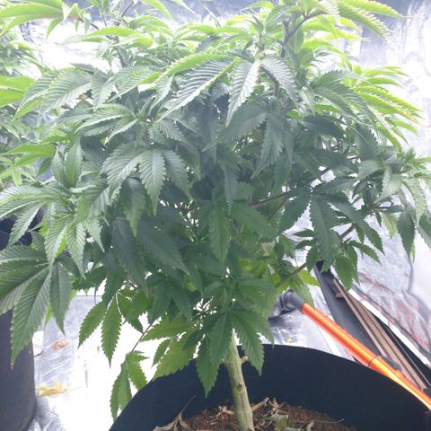 1号 growlog timeline photo