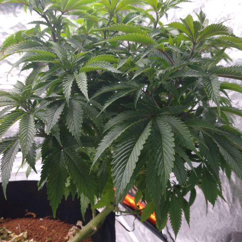 1号 growlog timeline photo