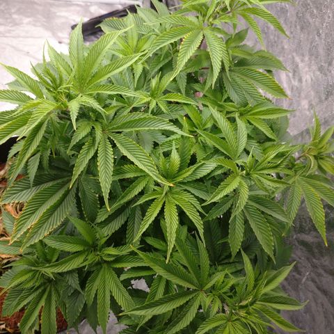 1号 growlog timeline photo