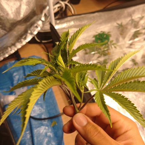 1号 growlog photo: トッピングで取った芽