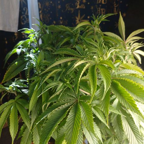 1号 growlog photo: トッピング後
高さを揃えた