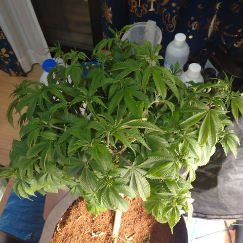 1号 growlog timeline photo