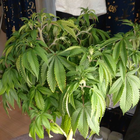 1号 growlog timeline photo