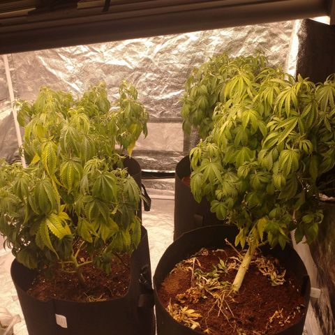 1号 growlog timeline photo