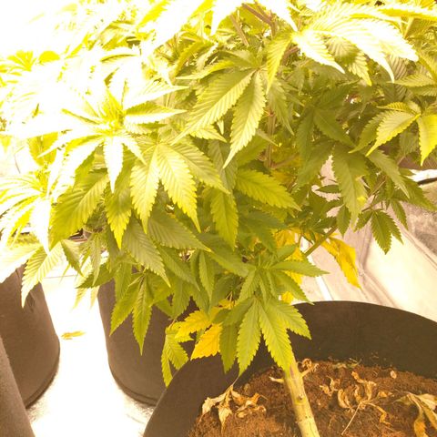 1号 growlog timeline photo