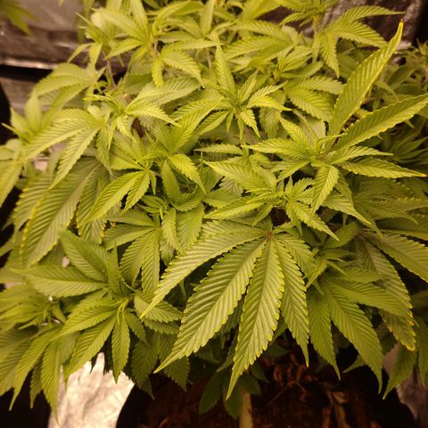 1号 growlog timeline photo