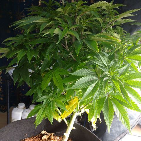 1号 growlog timeline photo