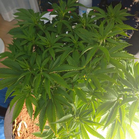 1号 growlog timeline photo