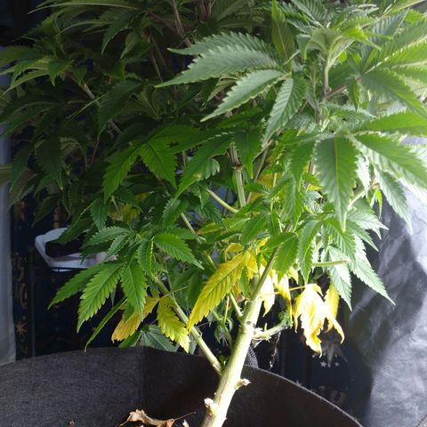 1号 growlog timeline photo