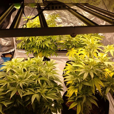 1号 growlog timeline photo