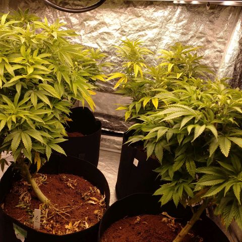 1号 growlog timeline photo