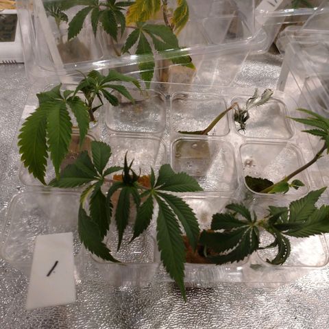 1号 growlog timeline photo
