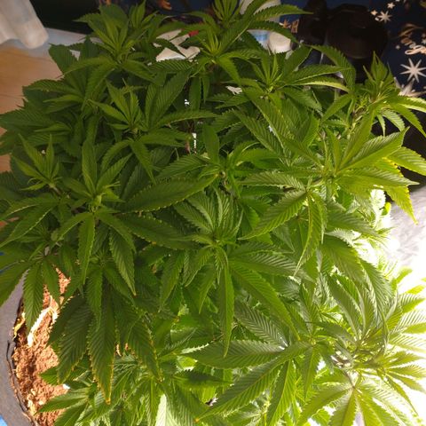 1号 growlog timeline photo
