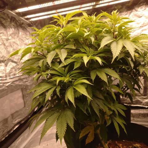 1号 growlog timeline photo