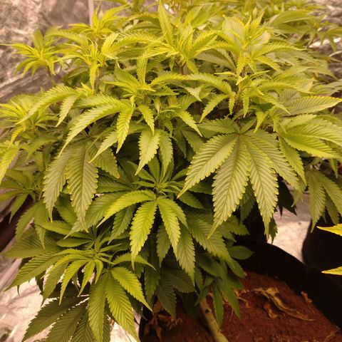 1号 growlog timeline photo