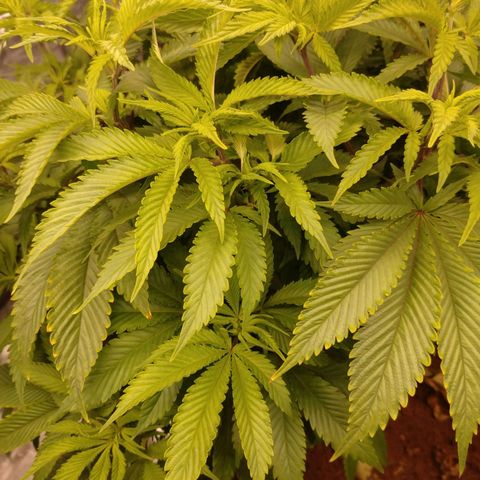 1号 growlog timeline photo