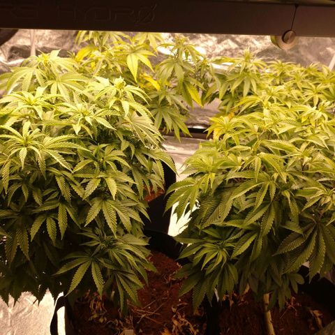 1号 growlog timeline photo