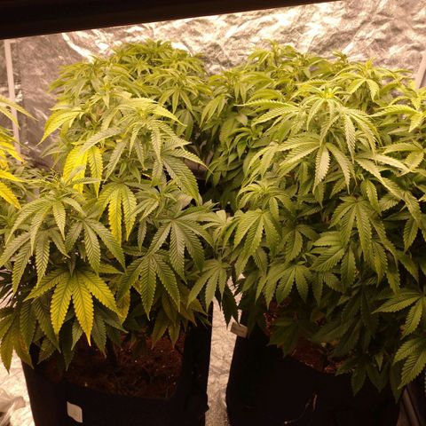 1号 growlog timeline photo