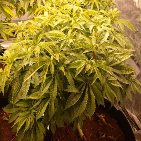 1号 growlog timeline photo