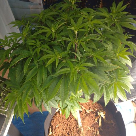 1号 growlog timeline photo