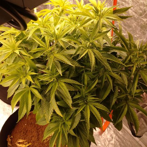 1号 growlog timeline photo