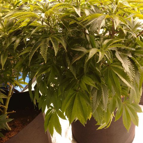 1号 growlog timeline photo