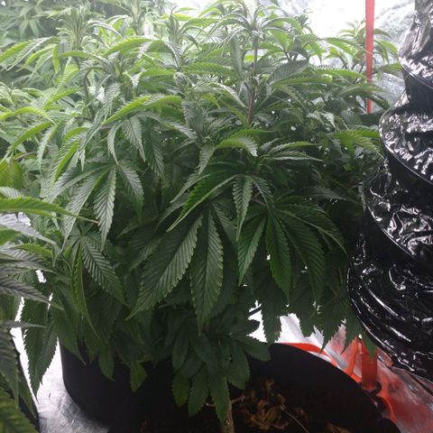 1号 growlog timeline photo