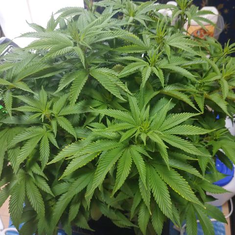 1号 growlog timeline photo
