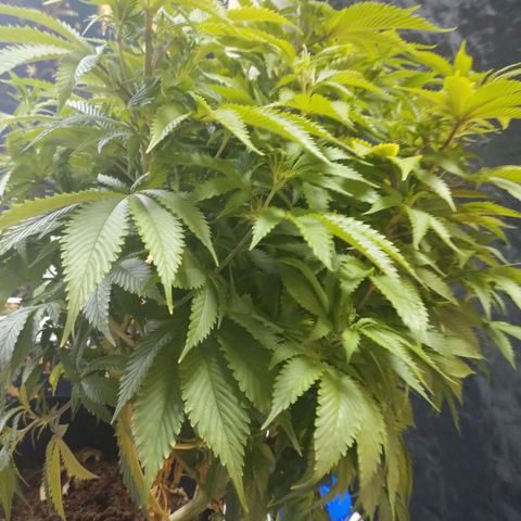 1号 growlog timeline photo